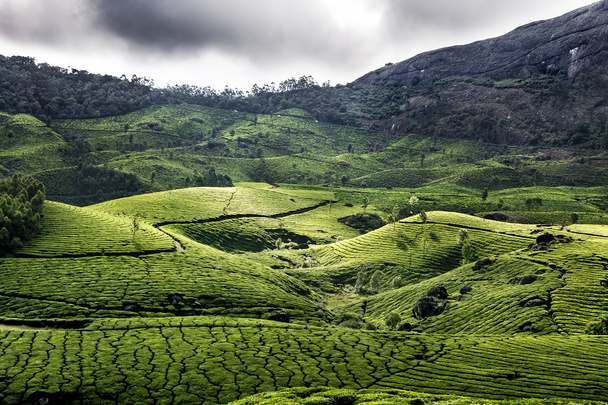 Tea plantations