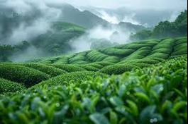 Tea Plantations