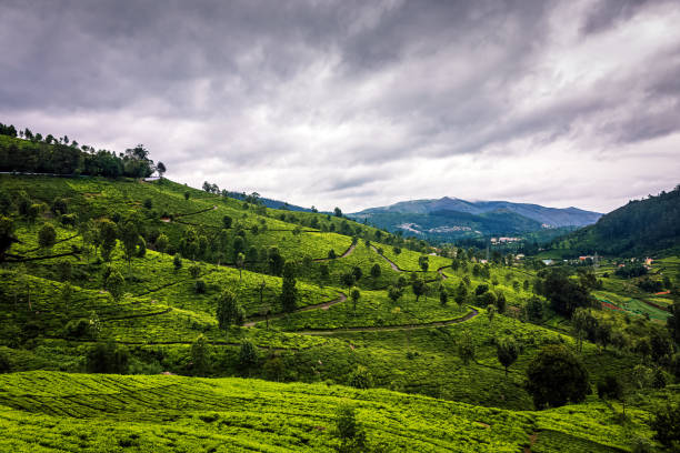 Tea plantations